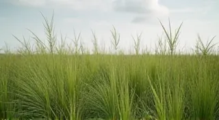Whispers of the Wind: How Natural Forces Shape Instrument Tuning and Timbre